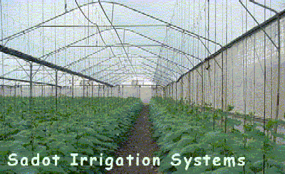Cucumber production