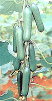 Cucumber close-up