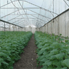 Cucumber production