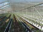 Strawberry in hanging canals, Hai Farm Ahituv
