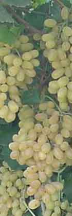 Grapes