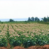 Potato reservoir