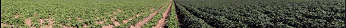 Potato production project
